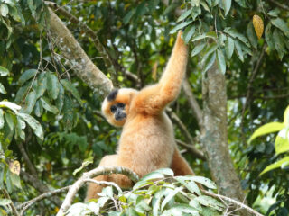 Nam Cát Tiên gibbon watching_thumb