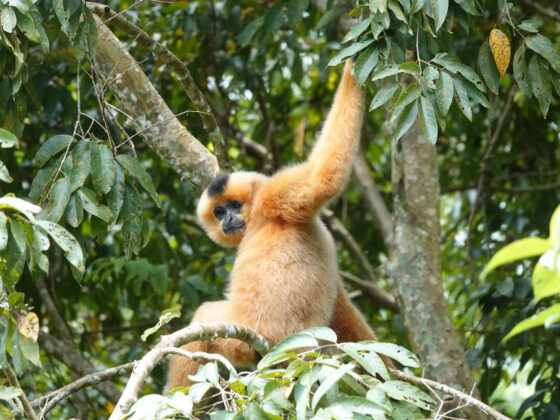 Nam Cát Tiên gibbon watching_thumb