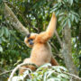 Nam Cát Tiên gibbon watching_thumb