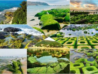 Sea moss beaches in Vietnam