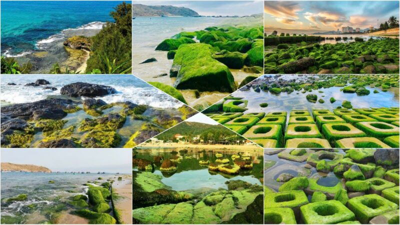 Sea moss beaches in Vietnam