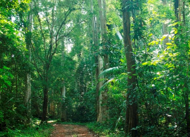 Vietnam jungle wildlife_2