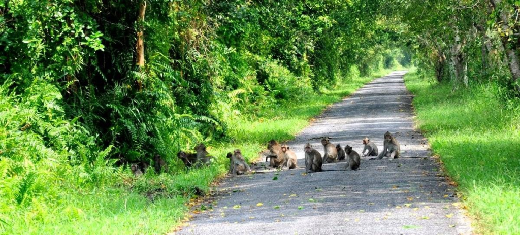 Vietnam jungle wildlife_6