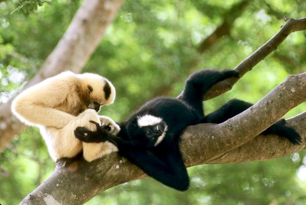 Sinh vật Vườn Quốc gia Bến En