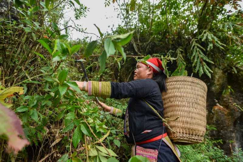 traditional Vietnamese hiking gear_thumb
