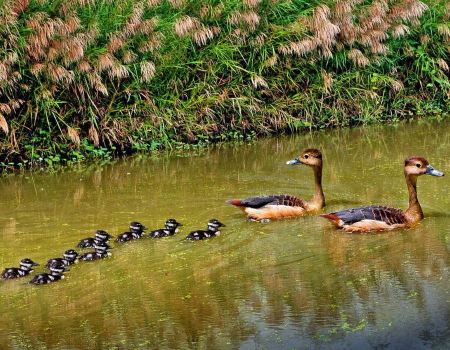 Vườn Quốc gia U Minh Hạ