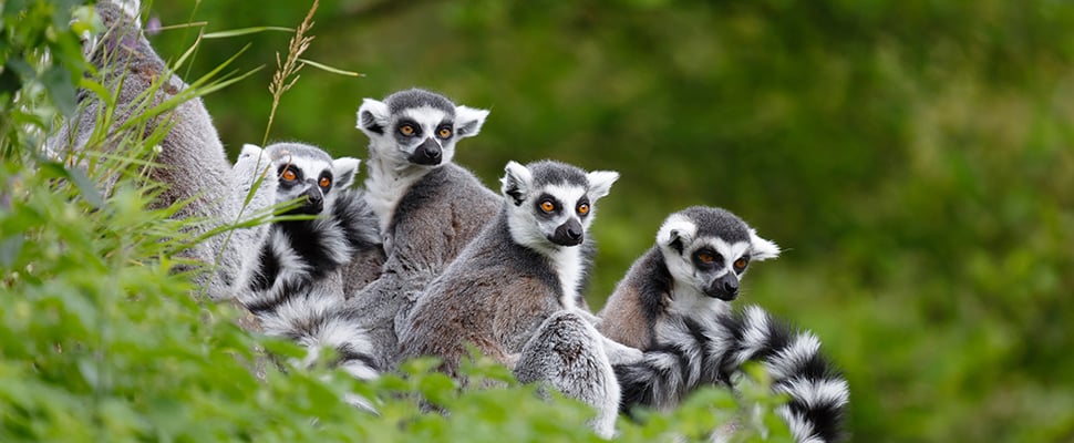 Khám phá Vườn Quốc gia Phú Quốc – khu dự trữ sinh quyển thế giới với rừng nguyên sinh, hệ sinh thái đa dạng và trải nghiệm trekking độc đáo tại đảo ngọc Việt Nam.