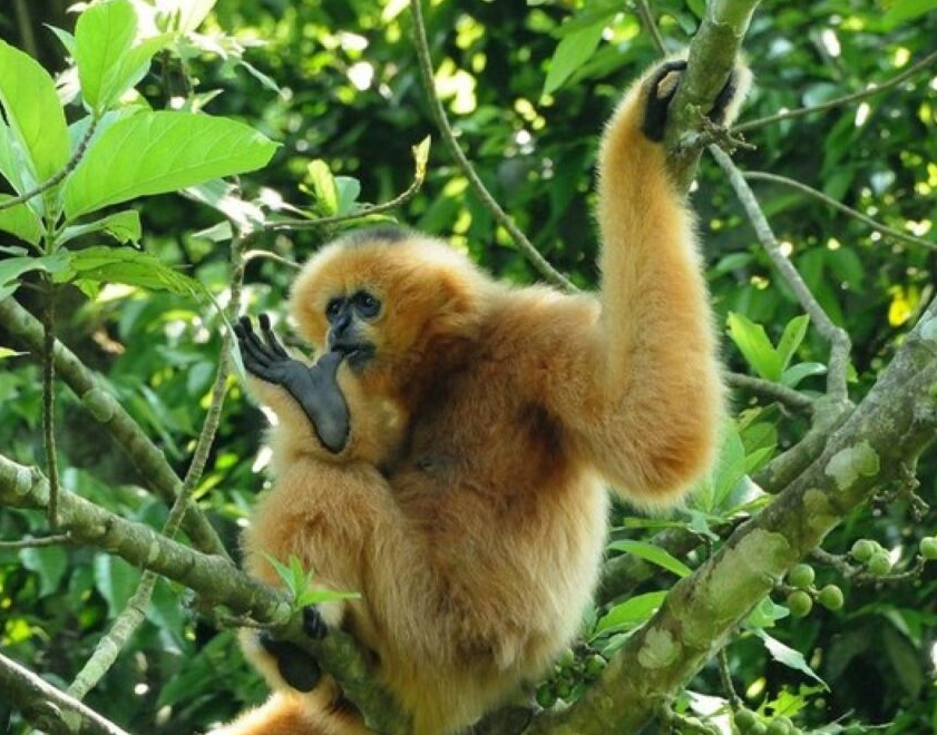 Khám phá Vườn Quốc gia Phú Quốc – khu dự trữ sinh quyển thế giới với rừng nguyên sinh, hệ sinh thái đa dạng và trải nghiệm trekking độc đáo tại đảo ngọc Việt Nam.