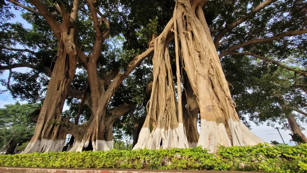 Ancient trees in Vietnam_2