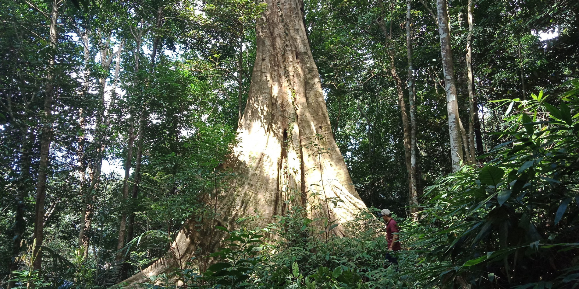 Ancient trees in Vietnam_3