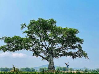Ancient trees in Vietnam_thumb
