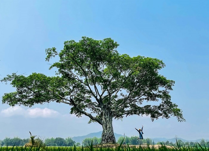 Ancient trees in Vietnam_thumb