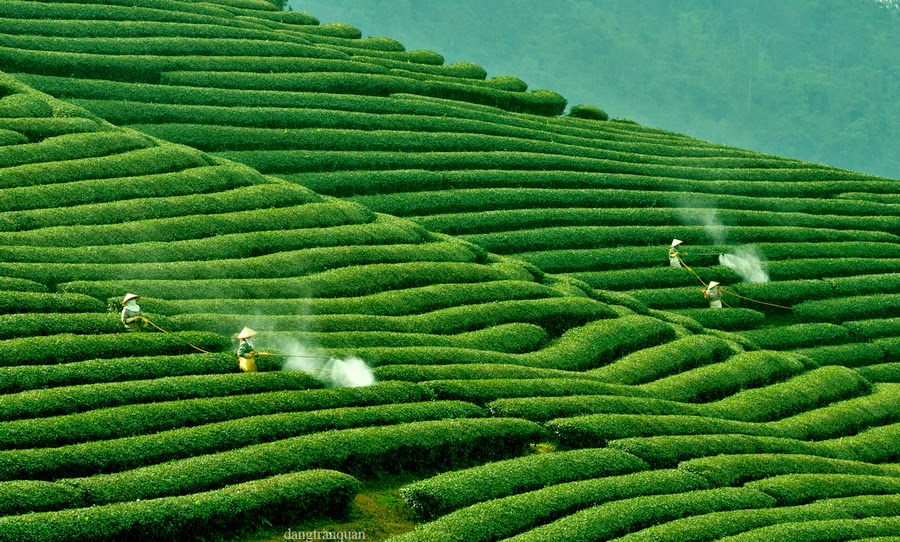 Moc Chau tea plantations_2