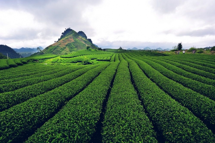 Moc Chau tea plantations_3