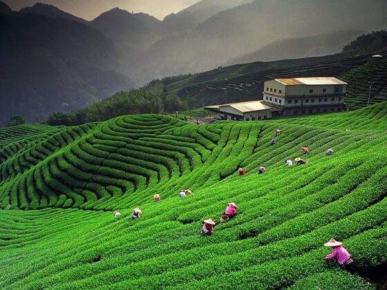Moc Chau tea plantations_thumb