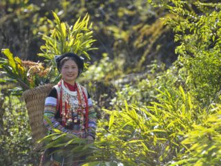 Traditional Vietnamese herbal medicine_thumb