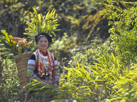 Traditional Vietnamese herbal medicine_thumb