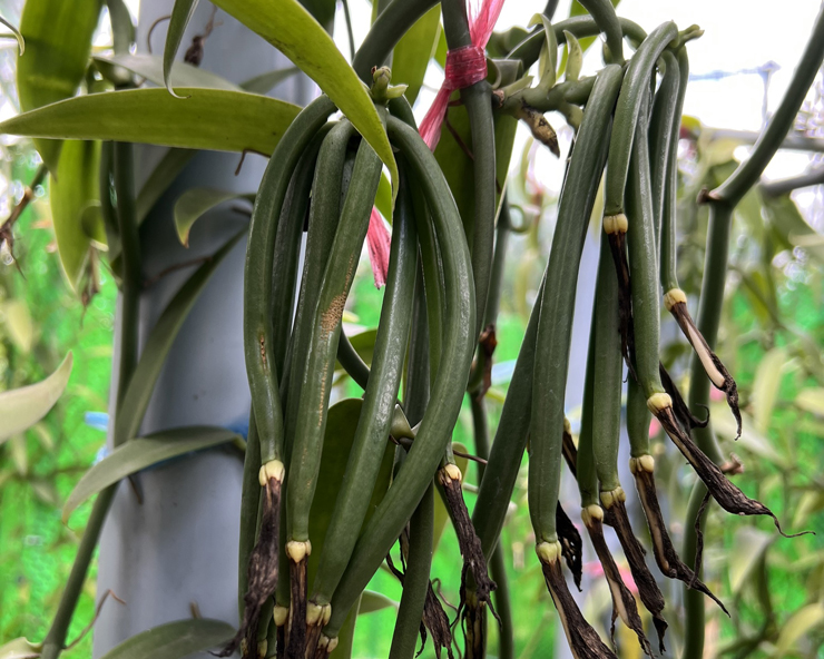 Vanilla farms in Vietnam_2