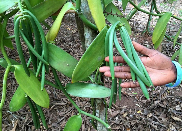 Vanilla farms in Vietnam_3