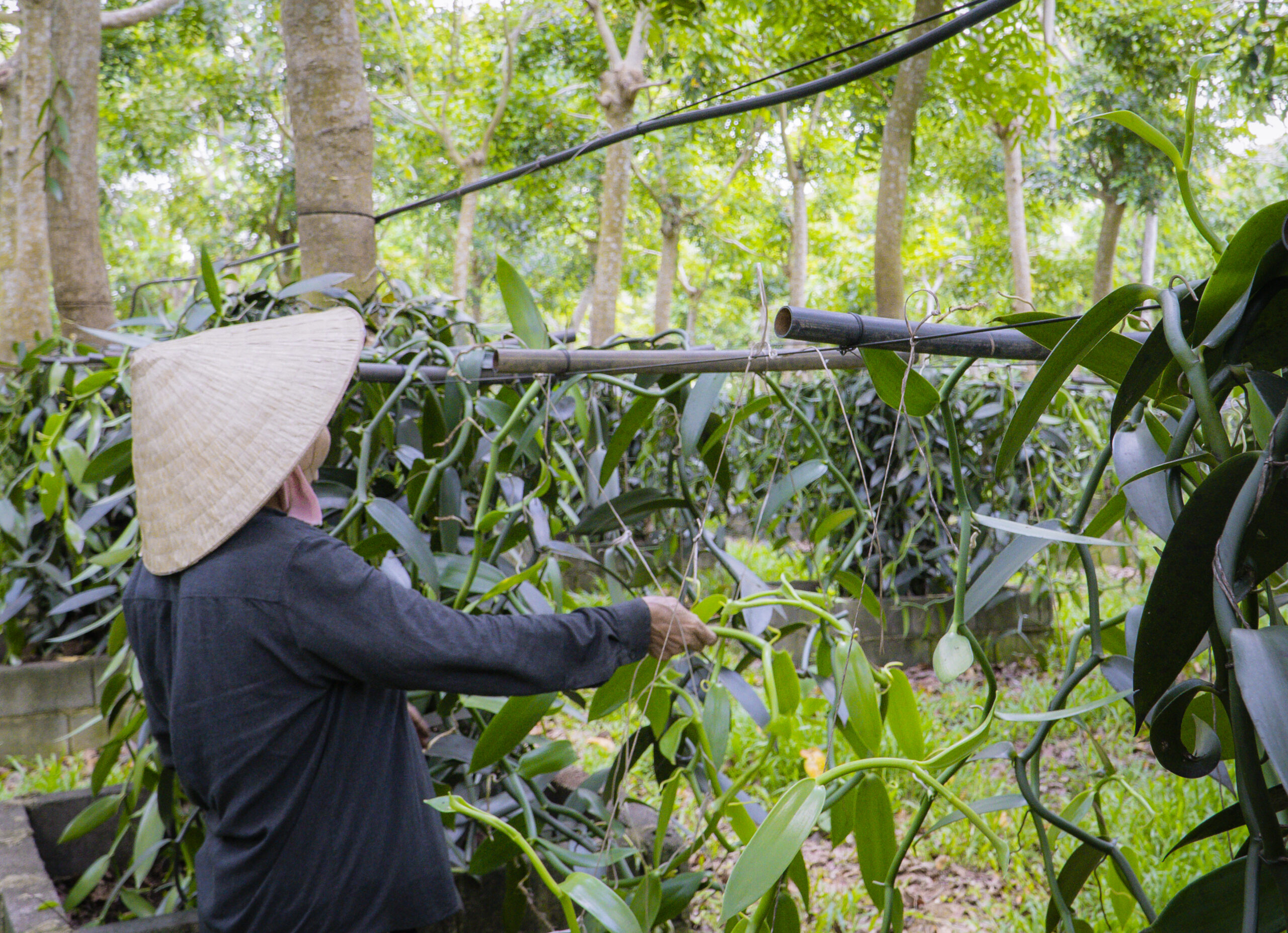 Vanilla farms in Vietnam_4