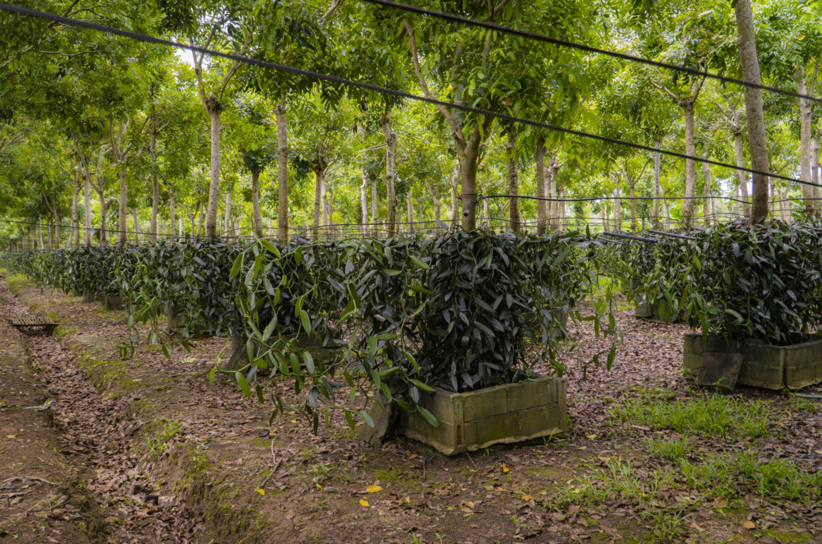 Vanilla farms in Vietnam_thumb