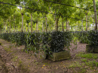 Vanilla farms in Vietnam_thumb