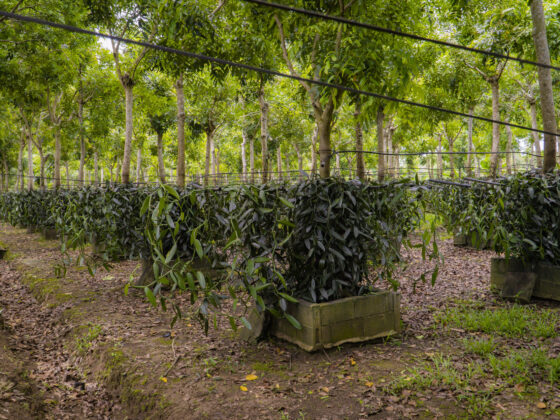 Vanilla farms in Vietnam_thumb