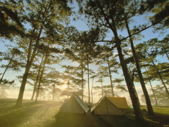 Vietnam pine forests_thumb