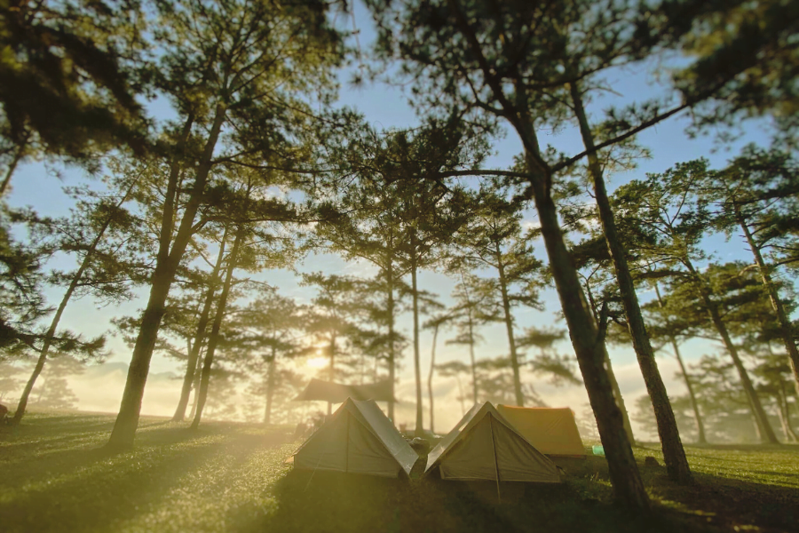 Vietnam pine forests_thumb