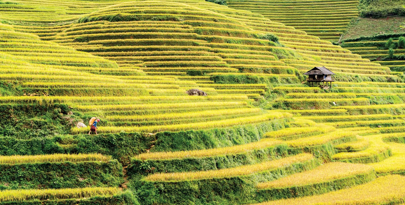 Vietnam rice terrace_3
