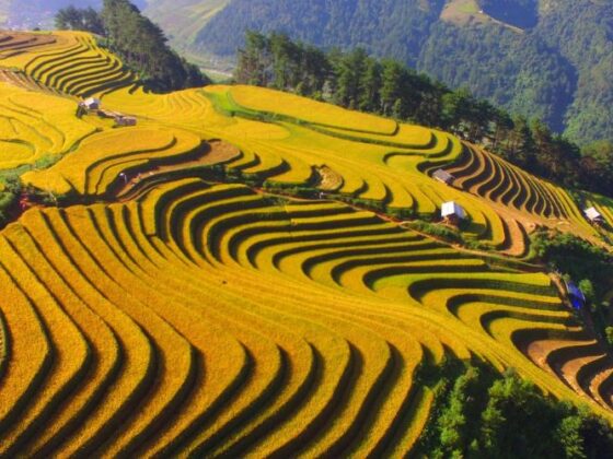 Vietnam rice terrace_thumb
