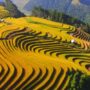 Vietnam rice terrace_thumb