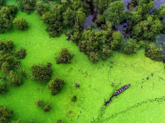 Vườn Quốc gia Tràm Chim