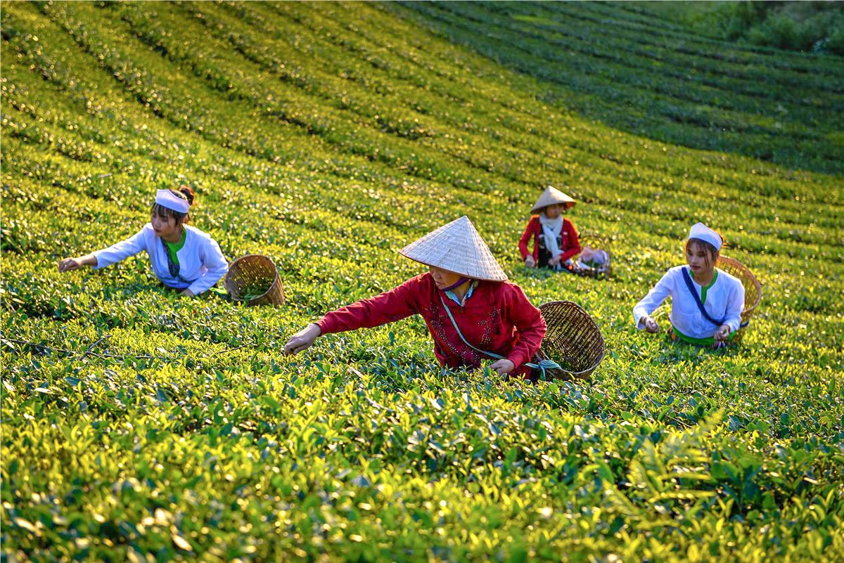 Art of tea Vietnam_2