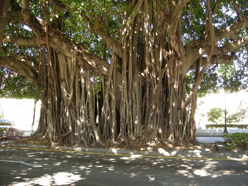 Banyan tree in Vietnam_1