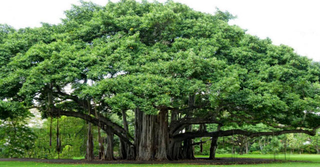 Banyan tree in Vietnam_3