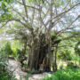 Banyan tree in Vietnam_thumb