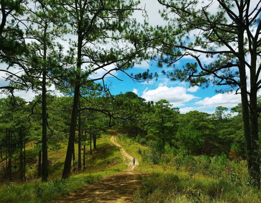 Best forests in Vietnam