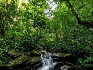 Best forests in Vietnam_thumb
