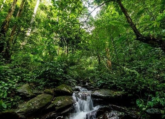 Best forests in Vietnam_thumb