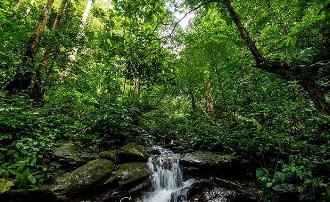 Best forests in Vietnam_thumb