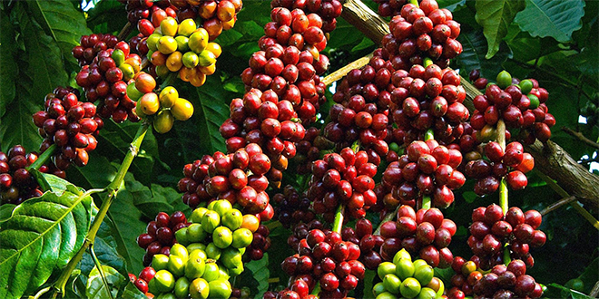Buon Ma Thuot coffee tour_2