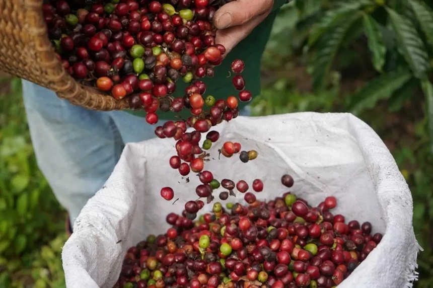 Buon Ma Thuot coffee tour_4