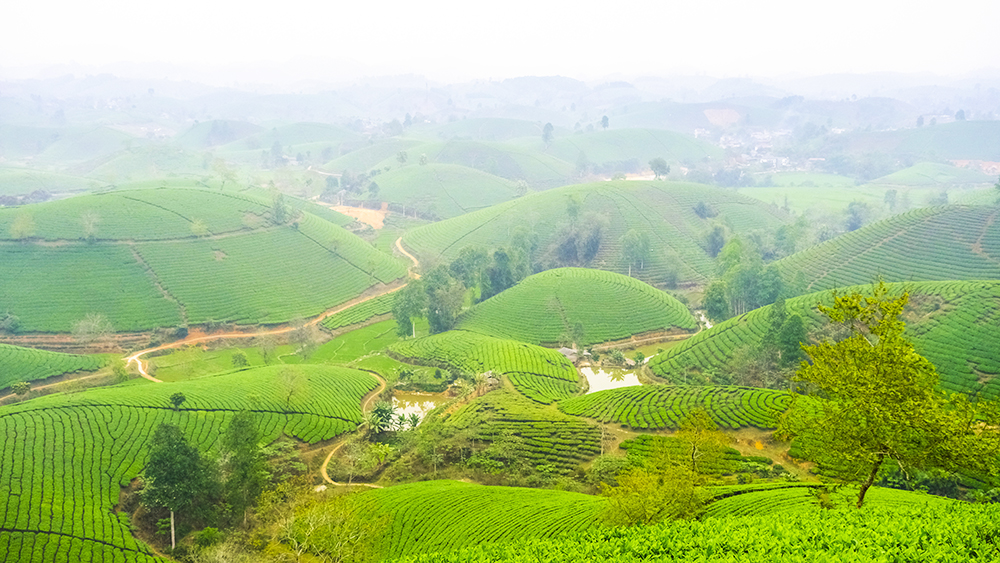 Tea hills Vietnam_2