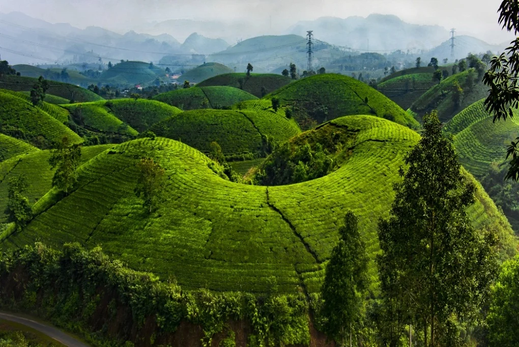 Tea hills Vietnam_3