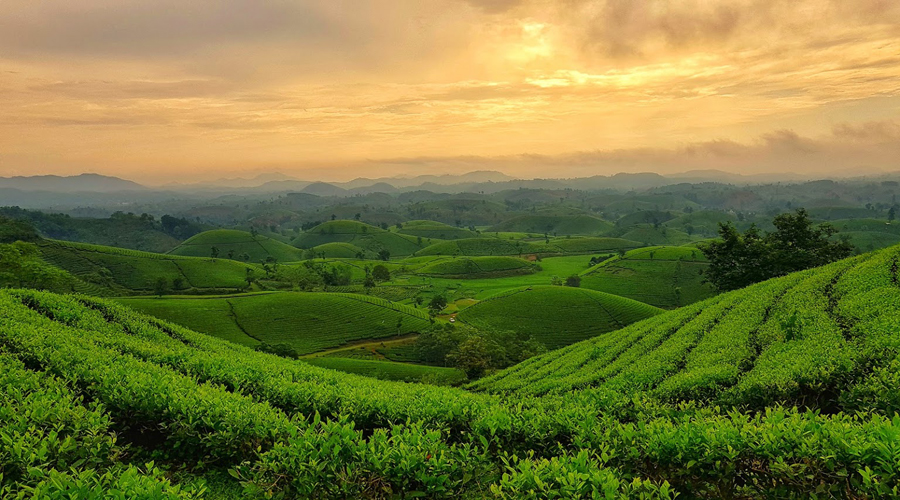 Tea hills Vietnam_4