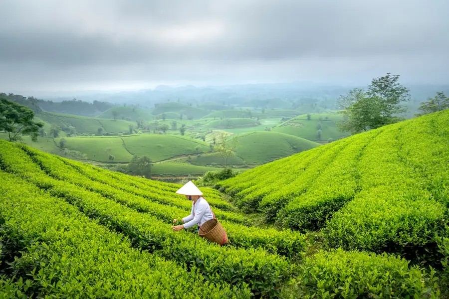 Tea hills Vietnam_5