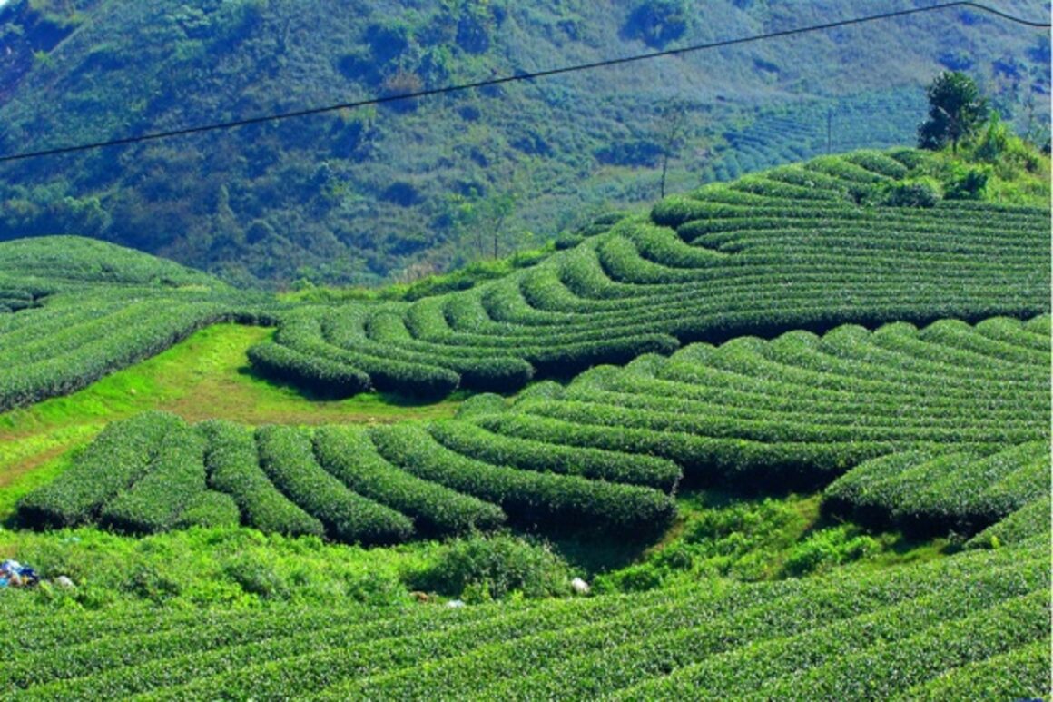 Tea hills Vietnam_thumb