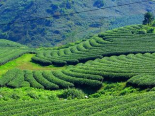 Tea hills Vietnam_thumb