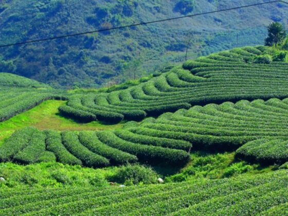 Tea hills Vietnam_thumb